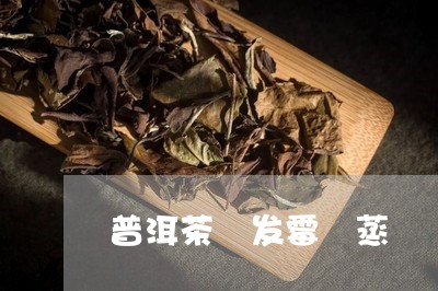 普洱茶 发霉 蒸/2023041009504